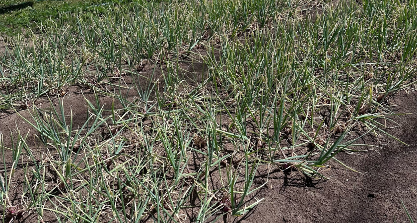 С 1 до 5 июня чесноку — обязательно: разводим 20 граммов в воде — и головки вырастут размером с кулак, сочными и ядреными