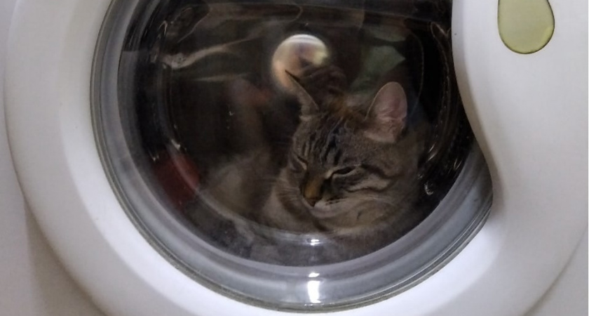 Россиянам сообщили, почему стиральную машинку запрещено запускать два раза подряд