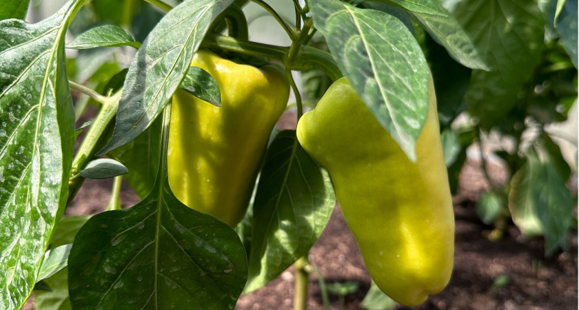 Перцы после высадки — только так: поливаю этим настоем и раздаю соседям урожай