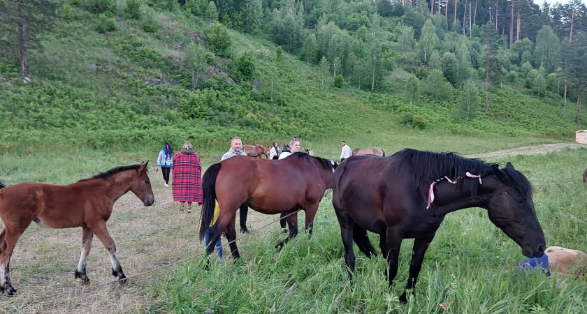 В Кировской области лошадь искусала ребенка