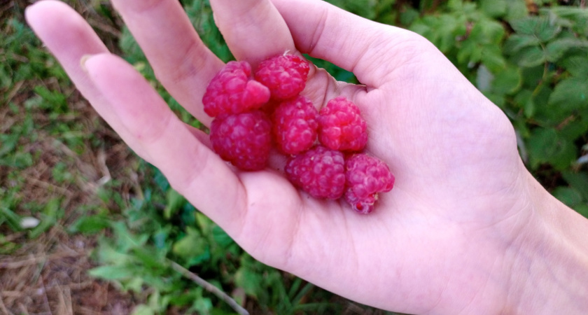 Сбор популярной ягоды теперь под запретом: россиянам грозят большие штрафы