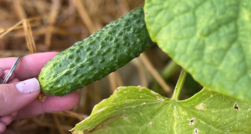 Огурцам после высадки - обязательно: поливаю бабушкиной подкормкой - от плодов спасения нет