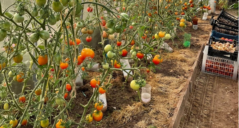 Чтобы томаты до отвала завалили урожаем: через 10-14 дней после высадки смешиваем всего 1,5 ст. ложки на 10 л воды