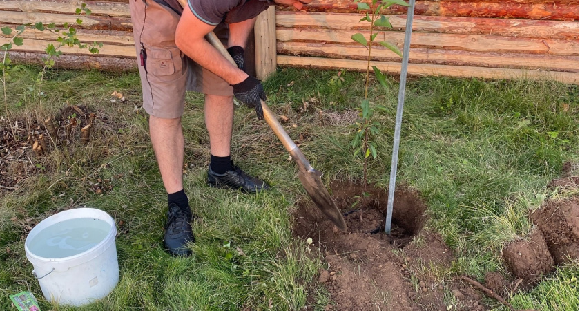 Мощнее бархатцев: сажаем под яблоней 3 небольших кустика - муравьи с тлей все лето обходят дерево за версту