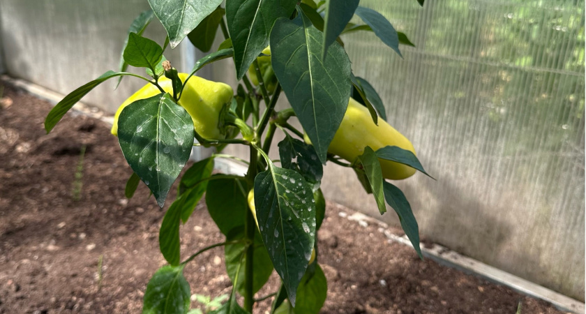 Перцы после высадки кормлю этим настоем: урожай собираю вагонами - приходится раздавать соседям