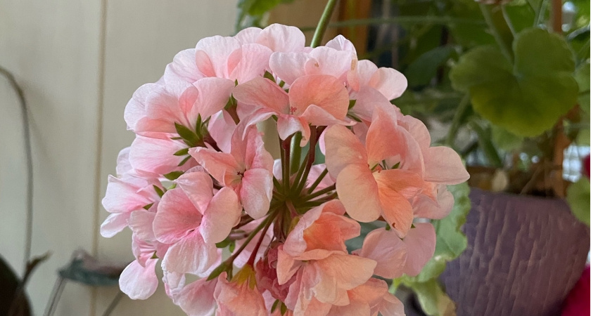 Лучше подкормки не найти: регулярно удобряйте герань этим средством - зацветет на глазах