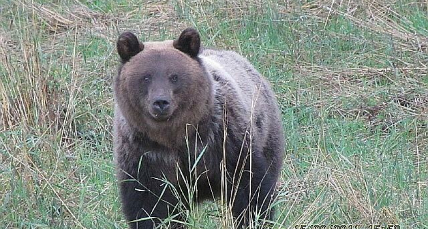 В Кировской области завершается охота на медведей