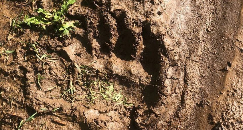 В пригороде Яранска обнаружили следы медведя