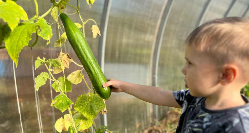 5 лавровых листов – и огурцы плодоносят как сумасшедшие: свежие овощи с июня и до октября