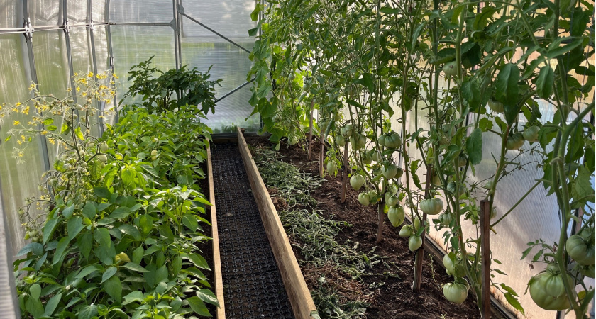 Делаем солнечный дождеватель из 2 бутылок - и растения сами поливаются целый месяц