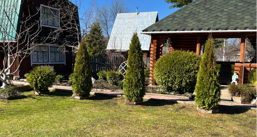 С 10 по 15 июня туям - обязательно: кидаю 1 ложку в ведро - и хвоя пышнее иголок дикобраза