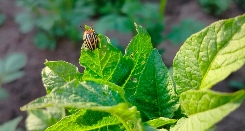 Колорадский жук боится этого как огня: 1 щепотка этого средства на ведро творит чудеса