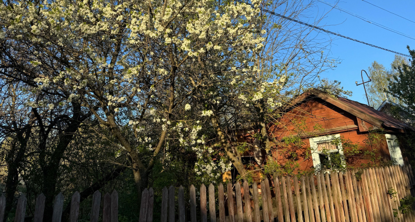 Никогда не сажайте эти деревья в саду около дома - отнимают удачу и энергию, и приносят беды