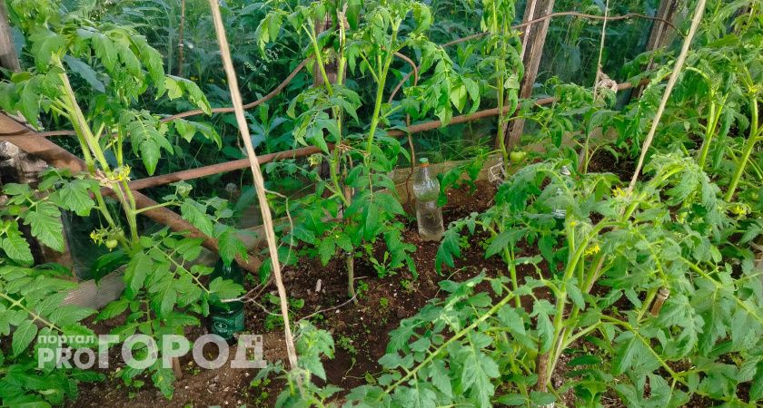 Хотите получать тройной урожай крупных и сладких томатов? Берите на заметку рецепты деревенских подкормок