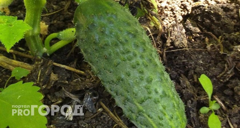 На грядку с огурцами теперь всегда ставлю ведро с солёной водой — урожай увеличивается в 10 раз