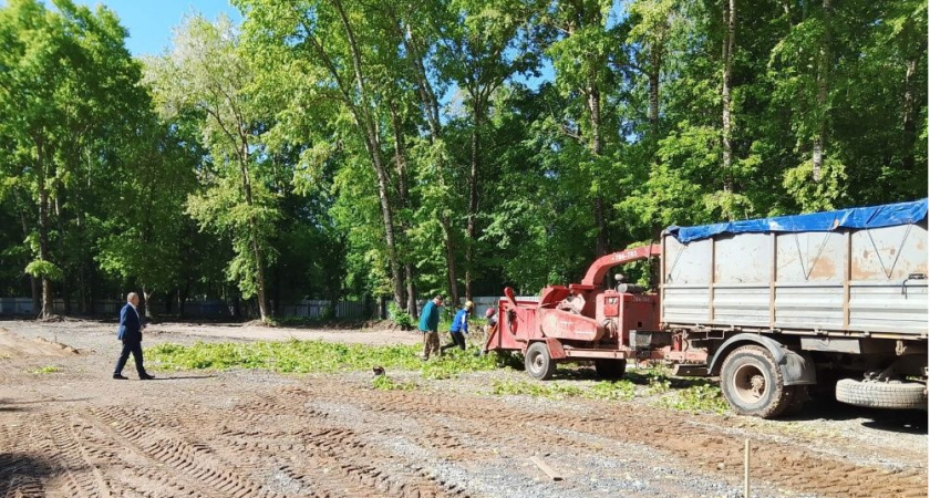 На месте 80 тополей в парке Гагарина посадят другие деревья