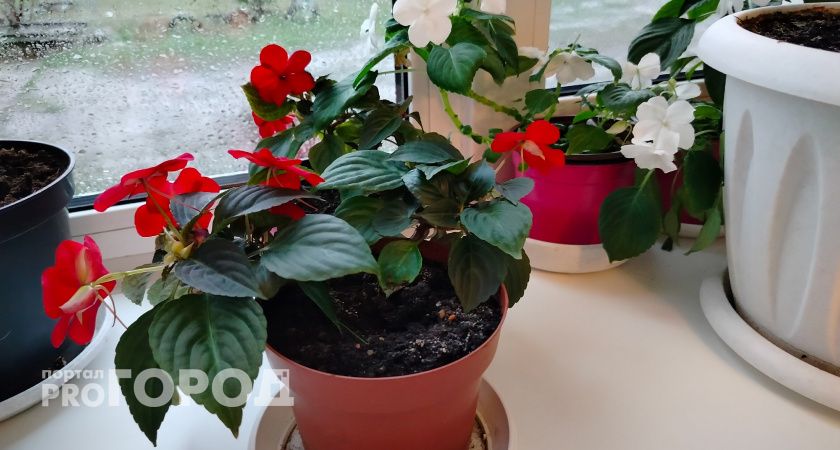 2 ложки в воду - и герань не остановить: цветет взахлеб целый год - бутоны лезут один за другим как дикие