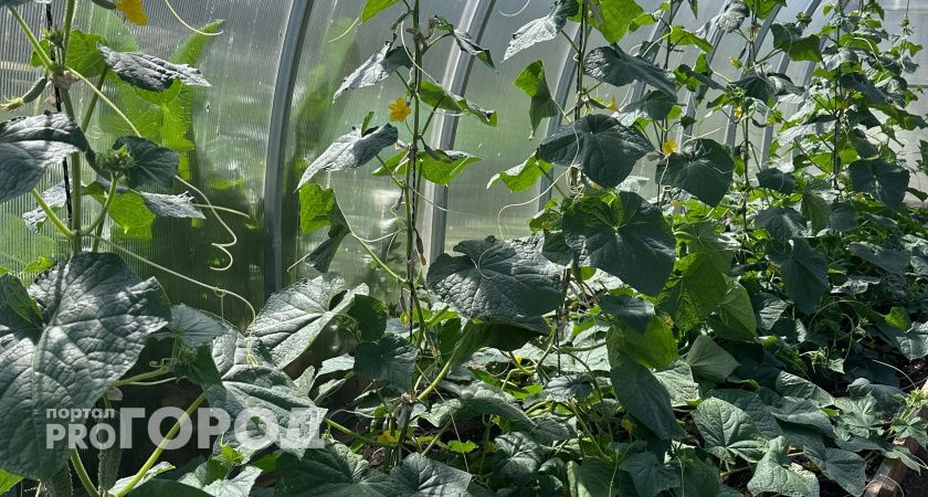 Лью 1 стакан под огурцы и они прут как бешеные: даже хилые растения обильно заплодоносят