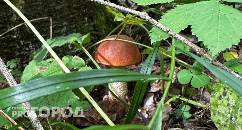 Червивые грибы: можно ли есть их, если отварить и вымочить - объяснил ученый