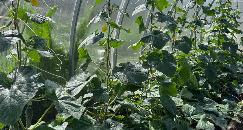 Щепотка приправы на ведро воды, и огурцы больше не болеют - собираю сочные и ровные плоды тачками