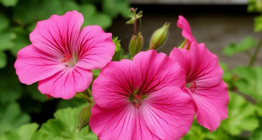 8 мл на 1 литр — и герань как подменили: и день, и ночь выдает бутоны без остановки, кущение — невероятно буйное