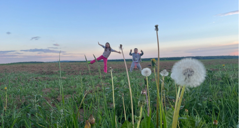 27 июня - Елисей Гречкосей: что можно и нельзя делать в этот праздник - народные приметы