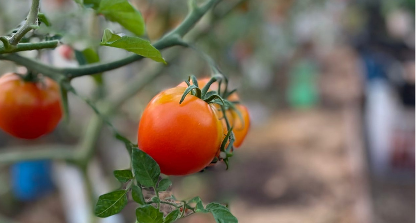 Самое время давать кальций томатам и перцам - для чего это надо и как правильно