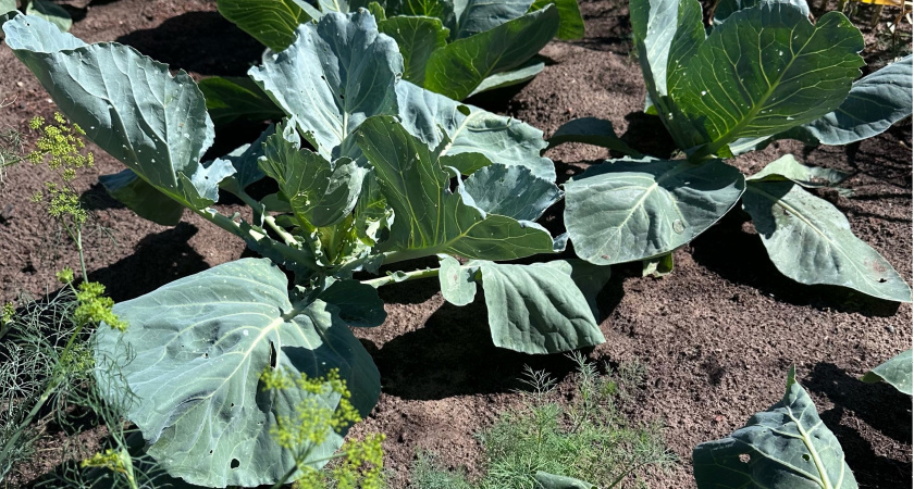 В СССР крестоцветную блошку изводили вот так: капуста росла и горя не знала - рабочий "дедовский" метод