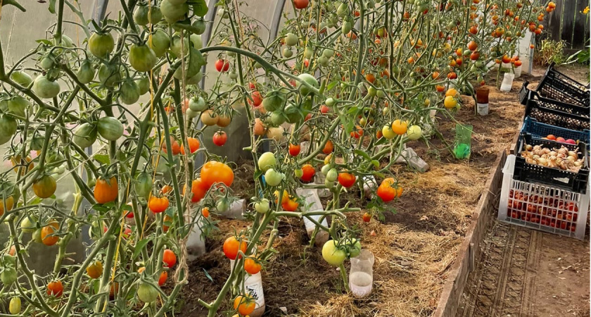 Эти подкормки томатов в июле и августе снижают урожайность - помидоры их не любят, а мы часто считаем правильными