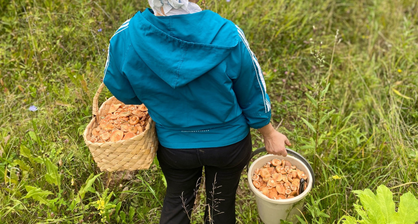 Съедобные и очень вкусные, но слишком похожи на поганки: 4 малоизвестных гриба, которые могут украсить ваши корзины