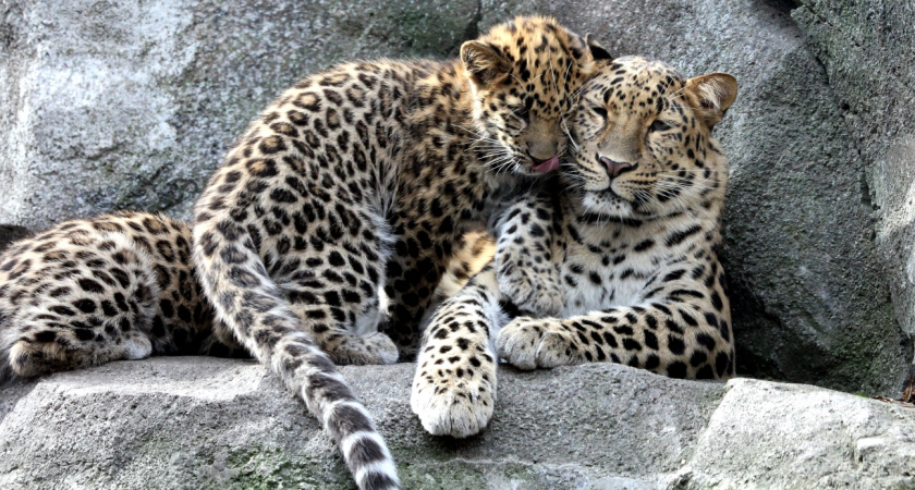 ВТБ ищет имя для котенка леопарда