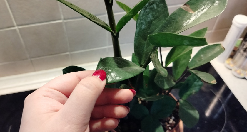 Для замиокулькаса и герани в июле - обязательно: 5 гр. в воду - и даже чахлые растения воспрянут