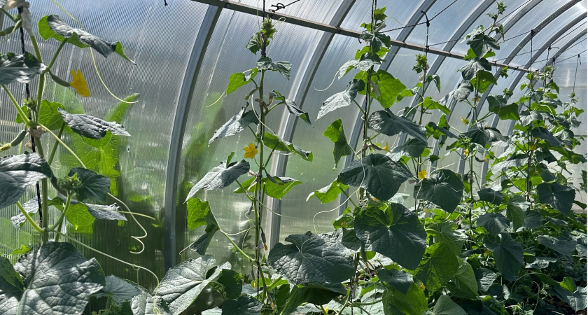 Даю огурцам соду, и уже 2 года собираю по 13 кг плодов с каждого куста