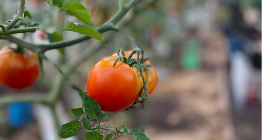 При цветении томатов - первым делом: всего 15 г удобрения на 10 л воды в июле - завязи наливаются на глазах, нет пустоцветов