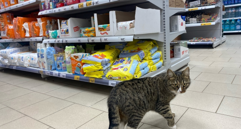 "Не травите этим кошек": в Роскачестве назвали худшие марки корма для питомцев