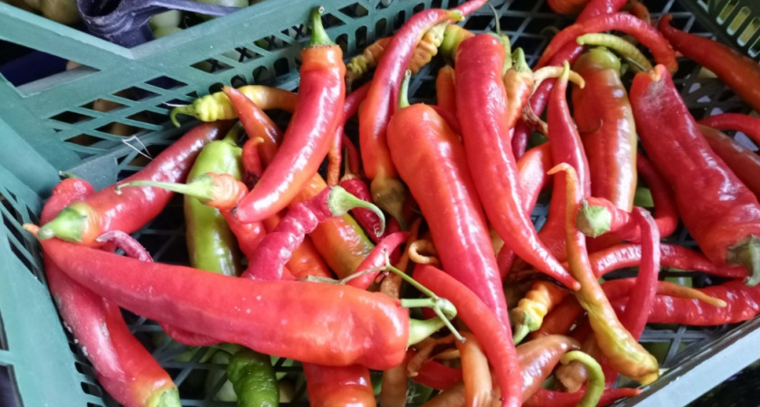 Июльская подкормка перцев для богатого урожая и здоровья кустов - собираем целыми ведрами: самая важная инструкция