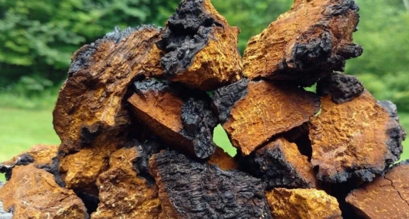 Из Кировской области во Вьетнам отправили более 89 тонн березовой чаги