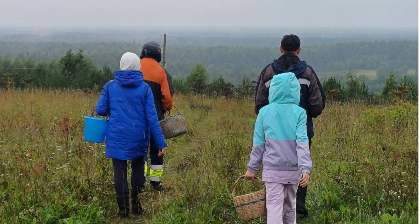 Опытные туристы всегда берут этот гриб в аптечку - вот почему