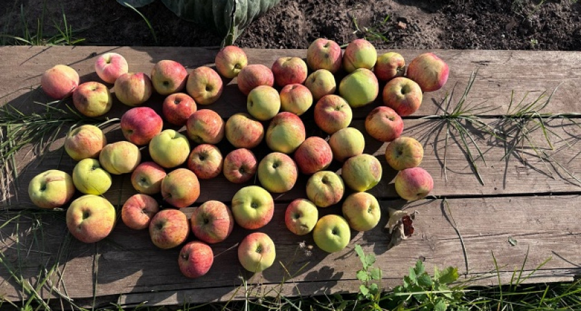 Червяков в яблоках больше не будет - бабушкин метод борьбы с плодожоркой