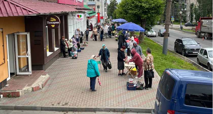 "В стаканчике 700 ягодок и за каждой нужно наклониться": как кировские пенсионеры собирают землянику 