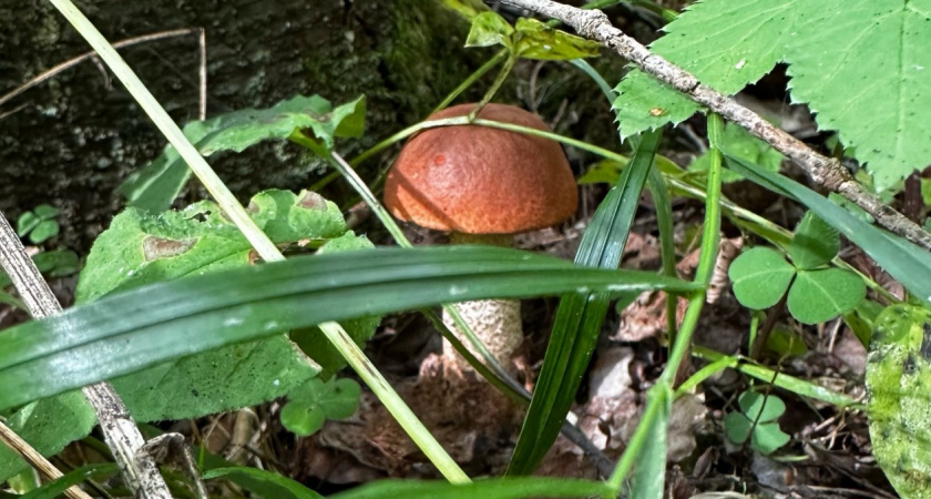 2 самых «подлых» гриба-обманщика: эти двойники вводят в заблуждение даже самых опытных