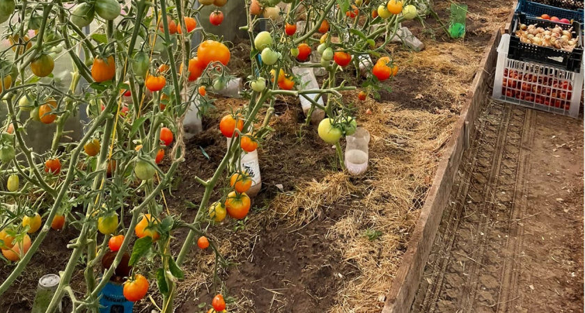 Насыпьте к корням томатов такой порошок в июле - помидоров будет так много, что придется раздавать соседям