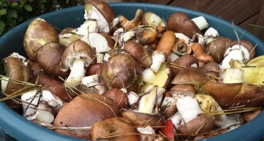 Этот гриб в советское время заготавливали тоннами, а сейчас его никто не узнает в лесу