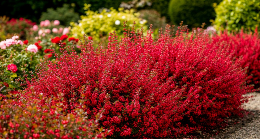 Вырастут даже на камнях: 8 роскошных кустарников для неплодородной почвы
