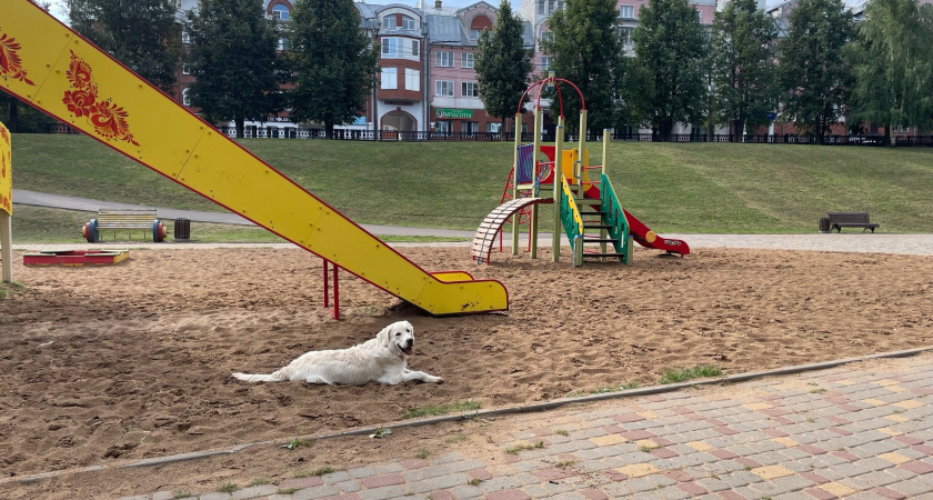 В Нолинске злая собака вцепилась в ногу ребенка: мальчику назначили компенсацию