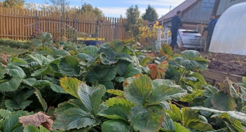 Вместо дорогущих средств использую натуральную альтернативу: готовим хвойный стимулятор для сада и огорода