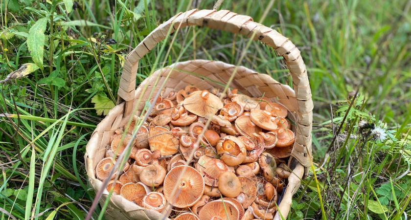 Можно ли есть червивые грибы