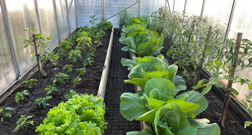 10 л на 5 ложек прыскаю на капусту в июле: белокрылка ушла - листочки в целости до конца сезона