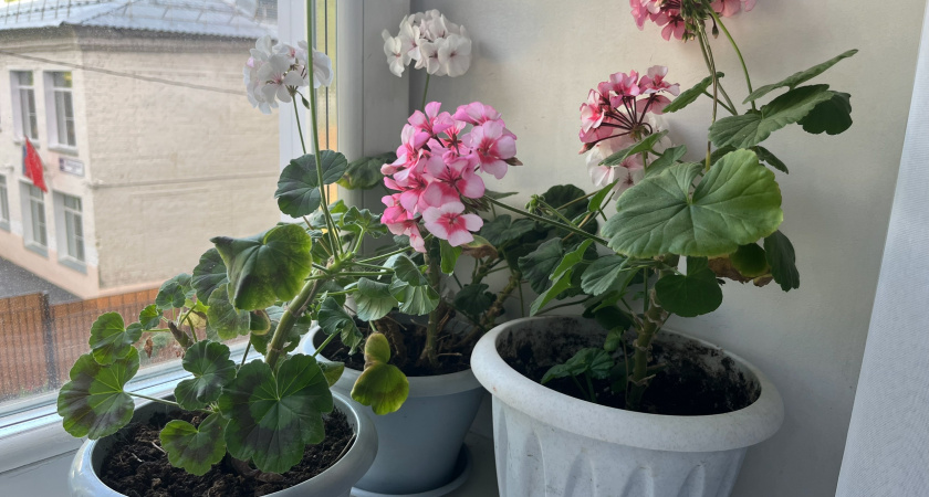 Пеларгонии нужно как кислород: копеечное средство истребит мошек и заставит герань пышно цвести