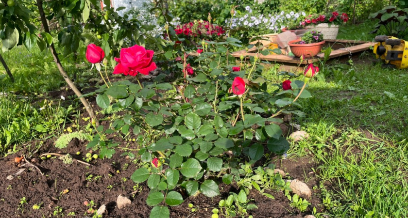 Аптечный спасатель роз от болезней, чтобы пятнистость больше не донимала. Простое и проверенное решение